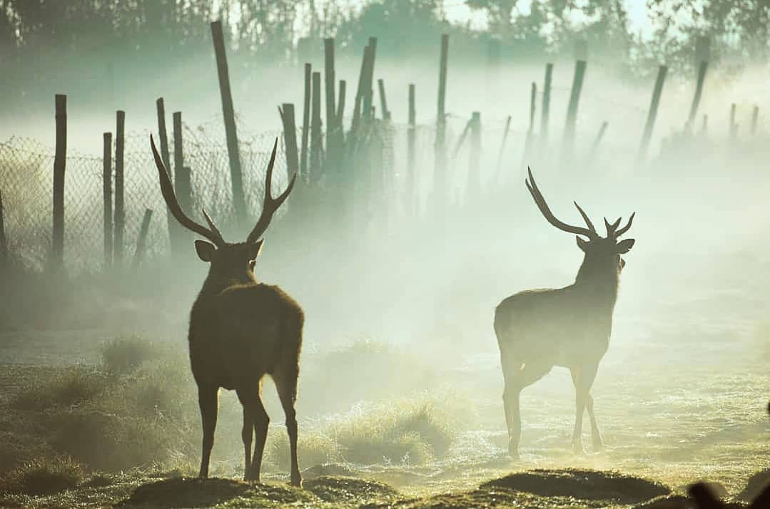 11. Ranca upasIni tempatnya enak banget buat nge camp, disana kalian bakalan disuguhin pemandangan yang bener bener bikin mata tercengang, plish apalagi malem tu bintang-bintang keliatan semua WOIII. Kalian wajib ke ranca upas okay! Bisa foto ma rusa juga. Tapi inget pk jaket.