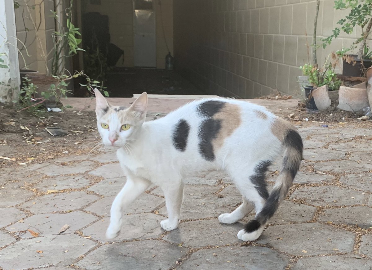 AusAmbEgy's tweet photo. On #InternationalCatDay2020, shoutout to our friends at TNR who volunteer to trap, neuter & release the #CatsofCairo. The clipped right ear is the giveaway! There are TNR programs in #Zamalek, @TNRmaadi, #NewCairo, #Dokki,#GardenCity & #ZahraMaadi https://t.co/oVoTcAQQe3
