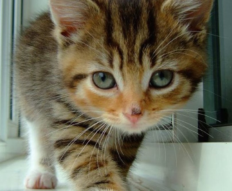 TheCatsSister's tweet photo. ‘People in my study reported experiencing more positive emotions and having higher energy levels after watching cat videos than before. They also reported lower levels of negative emotions after viewing online cat-related content.’   Great excuse... https://t.co/SChclINCd3 https://t.co/nzU4xCoQTN