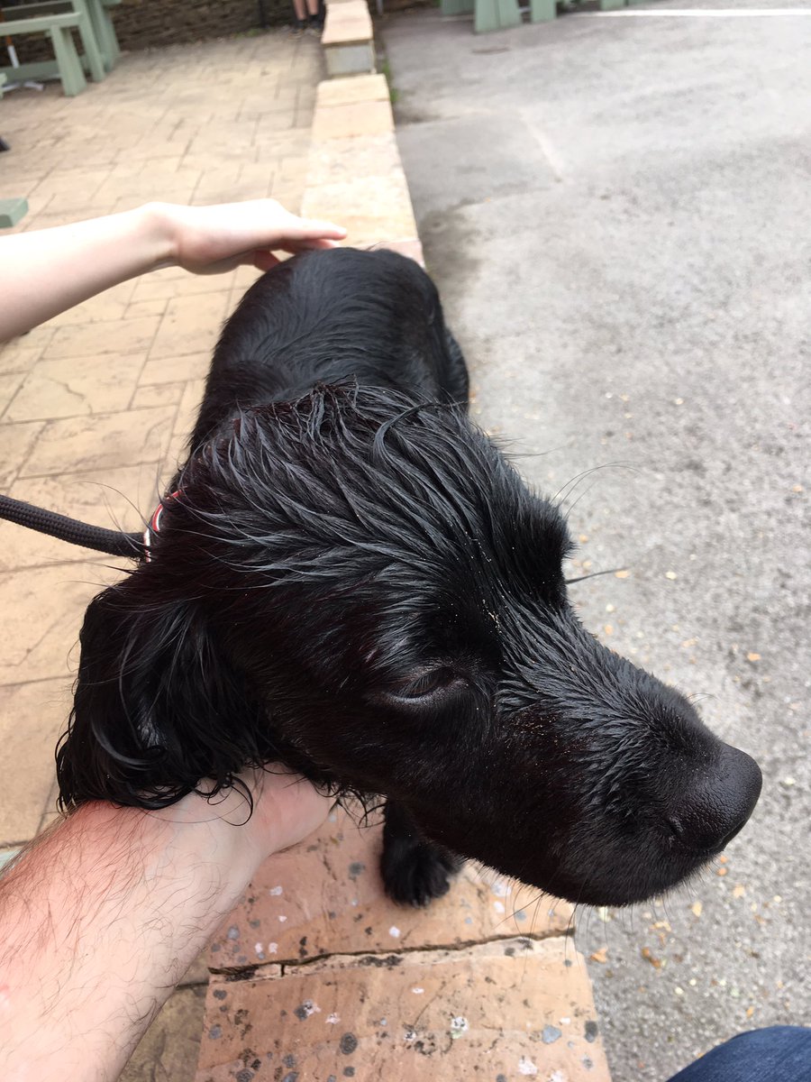 Say hello to Harry the dog, he’s a live wire 

They are the best we could get !!