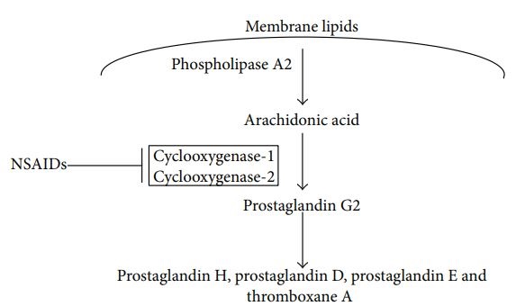 6/NSAIDs like indomethacin inhibit cyclooxygenase-1,2, blocking production of prostaglandins.Prostaglandins have many physiologic effects, including acting as potent vaso/venodilators. https://pubmed.ncbi.nlm.nih.gov/24900965/ 