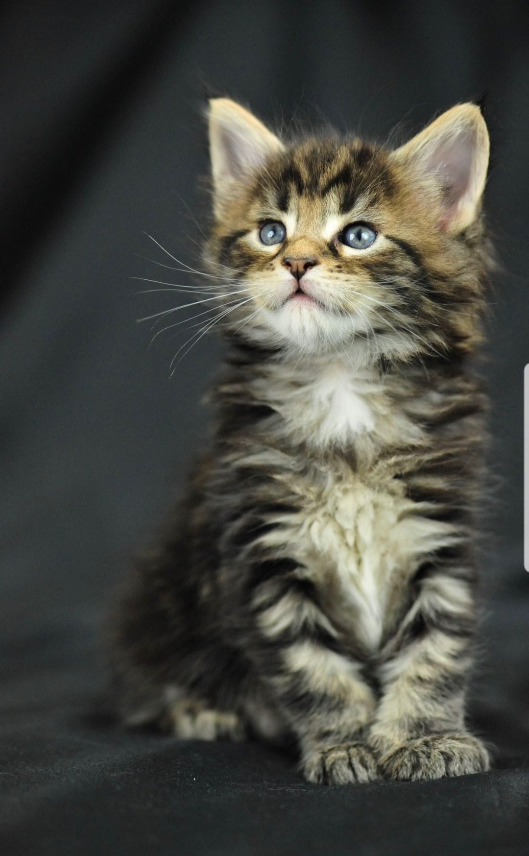 Мейн кун маленький котенок