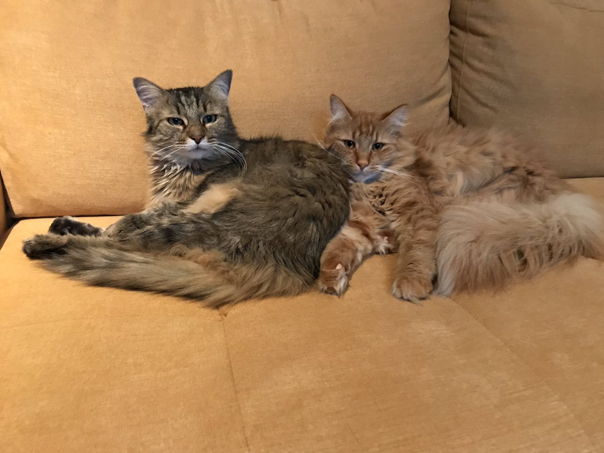 MerindolL's tweet photo. #journeeinternationaleduchat 
Journée de nos petites boules de poils 🥰 d’jingle &amp; newton https://t.co/rL9VLJ1BT4