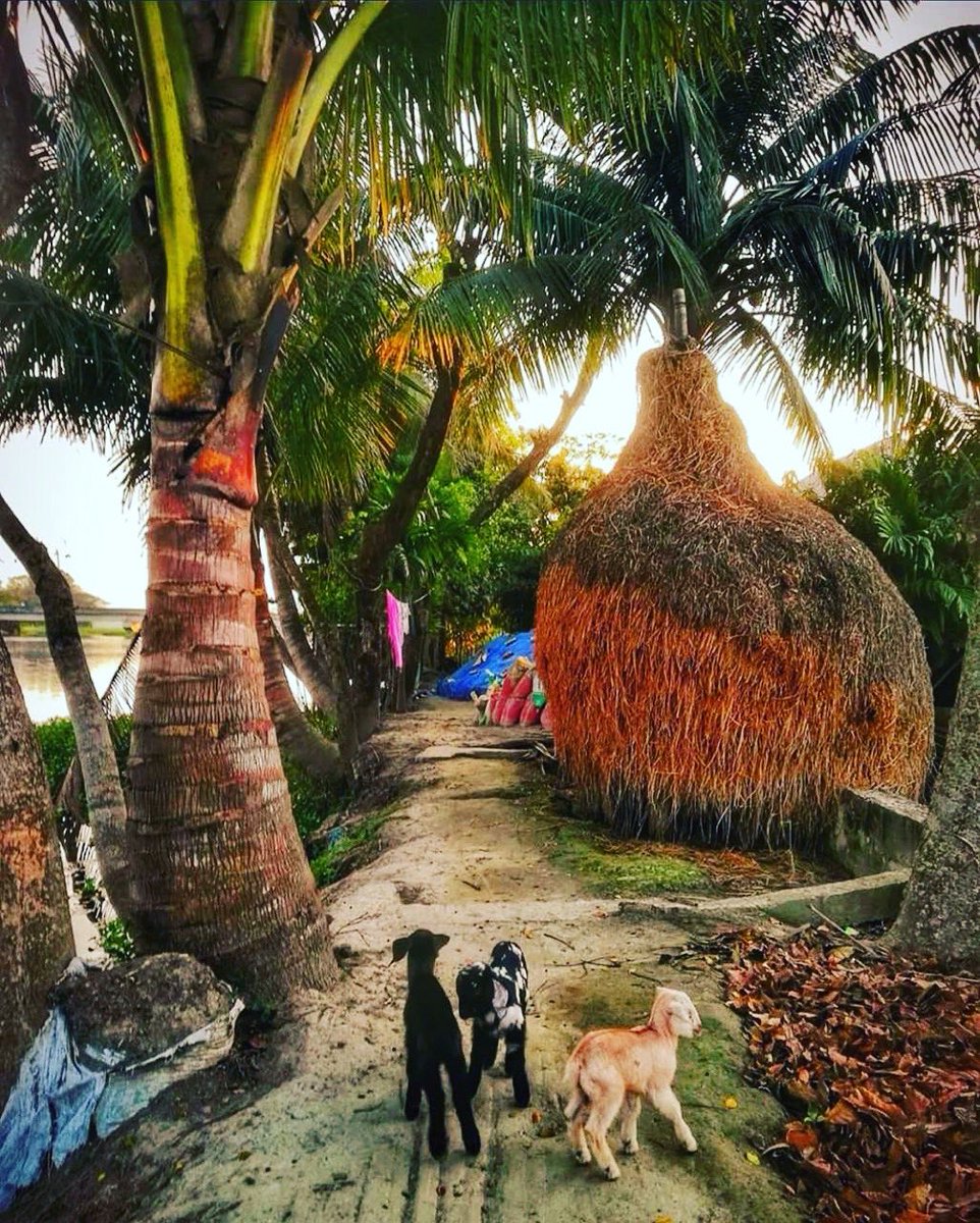JourneyTobd's tweet photo. #awesome #beautiful #view from #village of #wonderful #bangladesh 🇧🇩 https://t.co/dhL1eQ5j7X