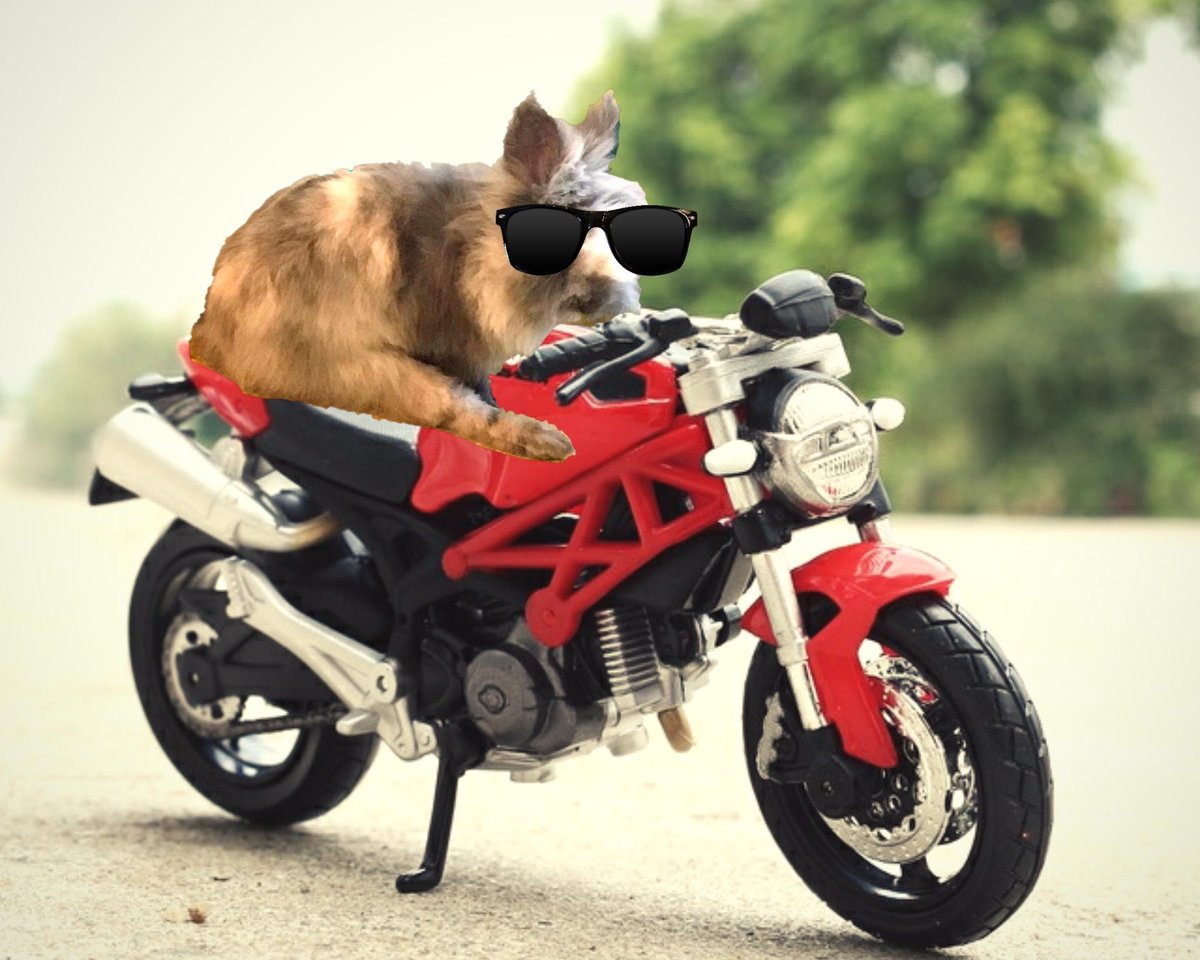 kaletherabbit's tweet photo. @i_smilla @MeraxesCat Ooh ,it is destinny !! Becos , i even hav this old cool foto of me on a moterbike ,(maid by @leviathanthecat  if i rimembar coracktly !! Im not shore....!!!) https://t.co/up9whMrdQH