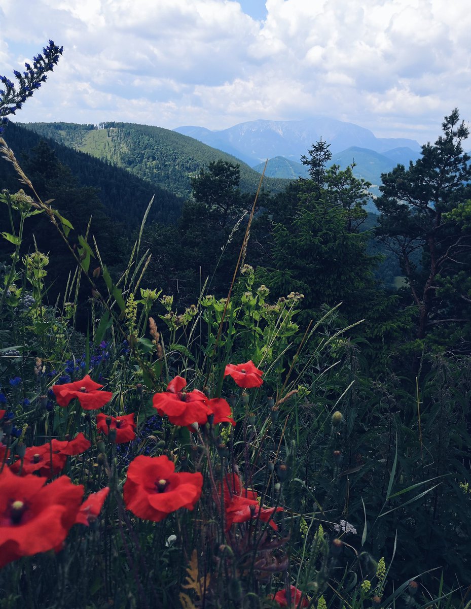 Nina_Alba_'s tweet photo. #TravelThrowback to the amazing views from the Hohe Wand (High Wall) in Austria last summer 😍
.
#mountains #wanderlust #niederösterreich #TravelSafely #Austria #SaturdayThoughts https://t.co/wfqEapI7oL