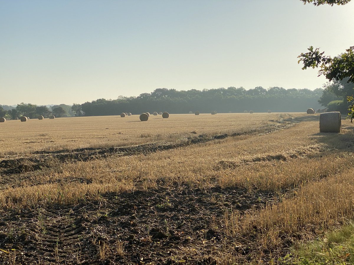 TrailRunnerW's tweet photo. Early morning run is Suffolk yesterday defore the sun was too hot! Went out at 6.30 and it was still pretty warm!🏃‍♂️☀️
#running #SUNRISE #trailrunning https://t.co/TaQfwMXLwo