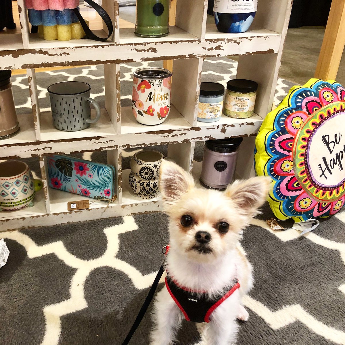 PermaPuppyPip's tweet photo. Throw your wardrobe a bone while supporting a doggone good cause! For the entire month of August, all profits from Clothes with a Cause will be donated to Paws &amp; Think. Shop in person at Clay Terrace (14300 Clay Terrace Blvd STE 105) or online at https://t.co/XZU5WWM5S3. https://t.co/2OvYKjvYQq