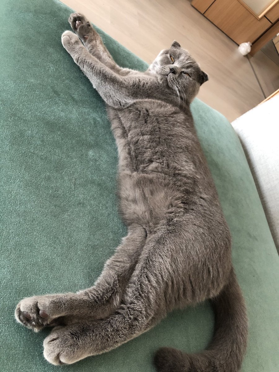 nsyhn's tweet photo. #InternationalCatDay atiba oglum-tonsil kizim😍 https://t.co/bHLFCyi44j