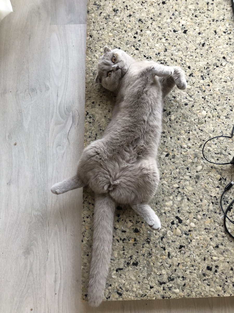 nsyhn's tweet photo. #InternationalCatDay atiba oglum-tonsil kizim😍 https://t.co/bHLFCyi44j