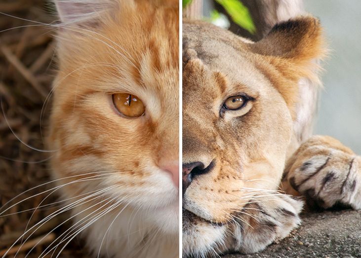 Indianapolis Zoo on Twitter: "Happy #InternationalCatDay! While big cats —  like tigers & lions — have round eye pupils, all small cats have pointed  slits for pupils. https://t.co/44VmB2Z1TE" / Twitter