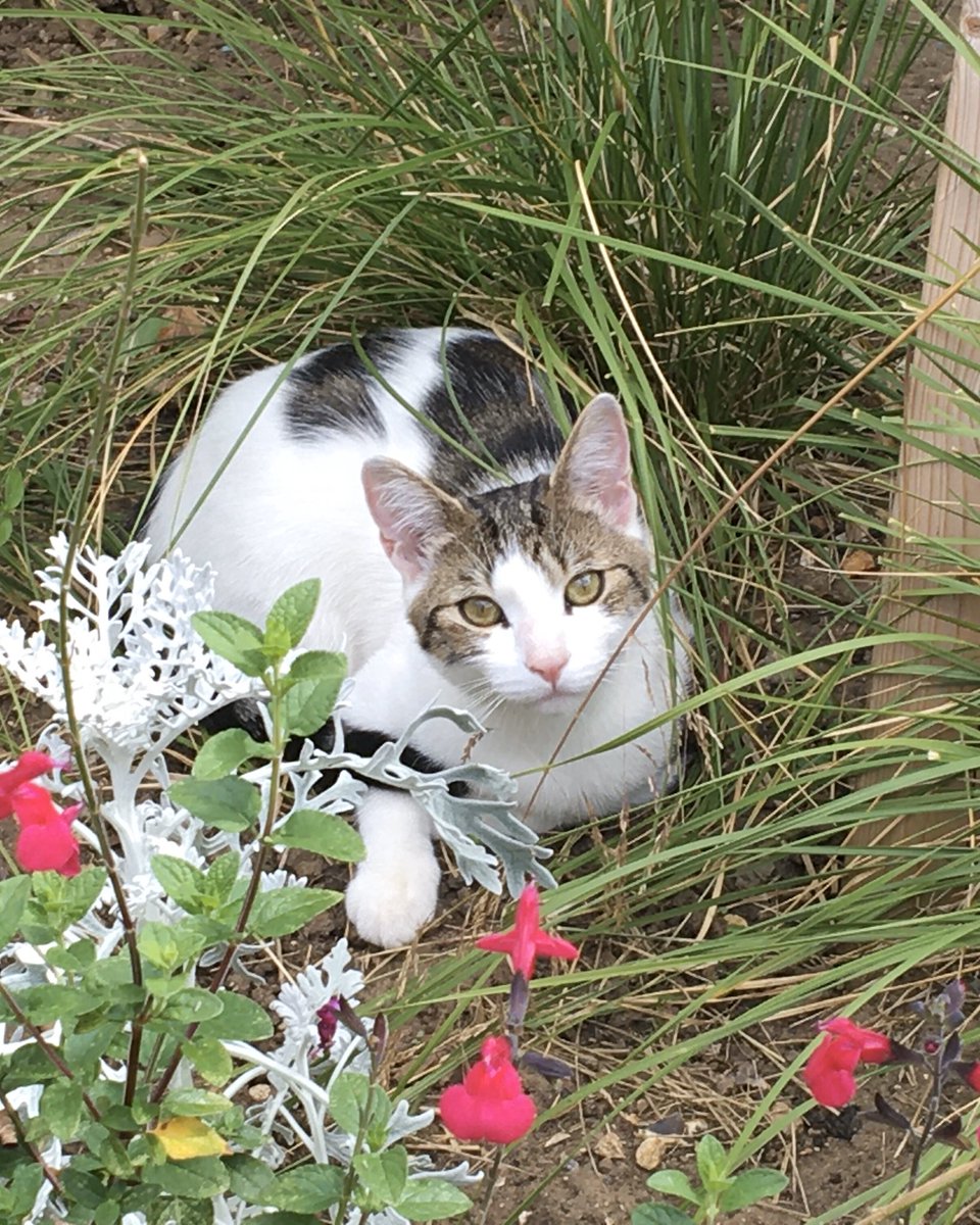 Mathematicats's tweet image. Posing in the garden for #WorldCatDay 😸🐾🌿

#CatsOfTwitter #Caturday