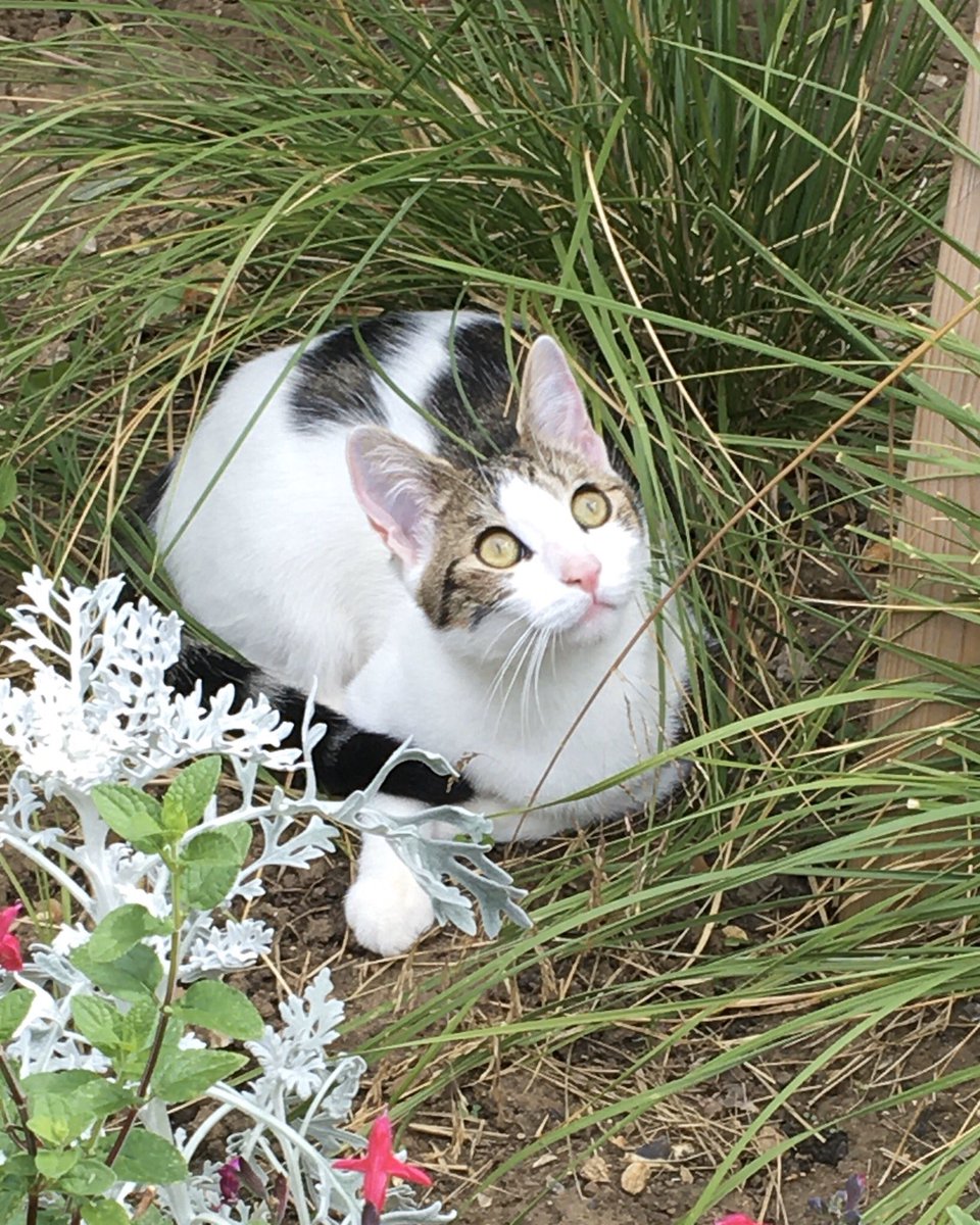 Mathematicats's tweet image. Posing in the garden for #WorldCatDay 😸🐾🌿

#CatsOfTwitter #Caturday