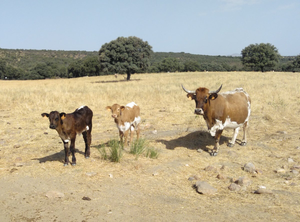 Ayer <a href="/IREC_CSIC_UCLM/">IREC (CSIC, UCLM, JCCM)</a> en Mazarambroz (#Toledo #CastillaLaMancha). Revisamos medidas ya tomadas para reducir riesgo de #Tuberculosis: puntos de agua y cerramientos con menor contacto entre #ganado y #jabalí.

GOSTU, Grupo Operativo Supraautonómico Tuberculosis

#OneHealth #UnaSalud