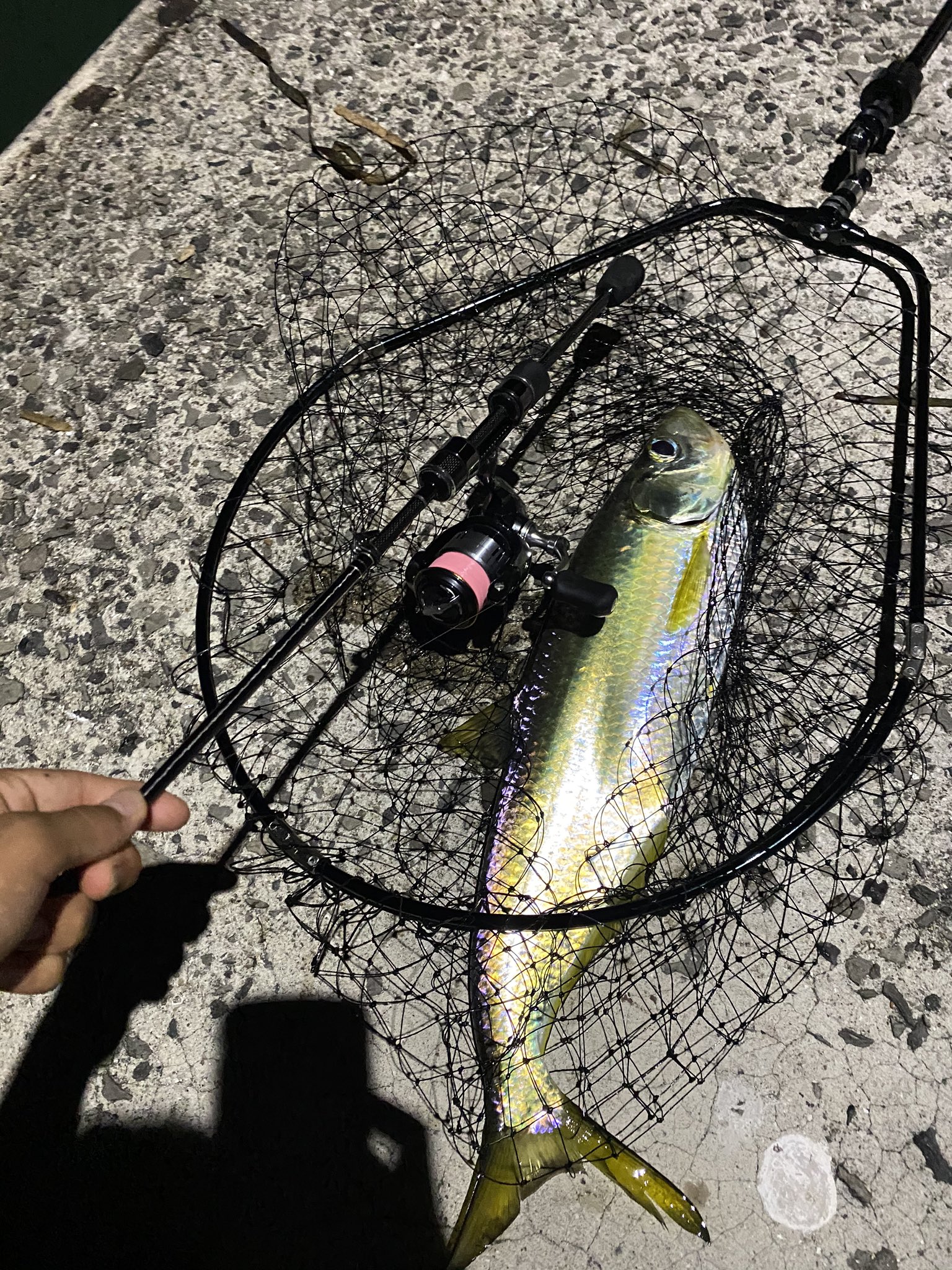 祐貴 ユウキ これが岡山のアジングよ