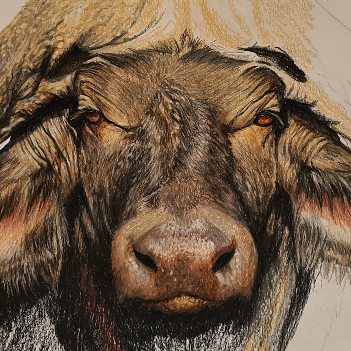 No words needed! #oneofthebigfiveforareason #magnificent #buffalo #bull #inala #comingalong #fineart #colourpencil #realism #drawing