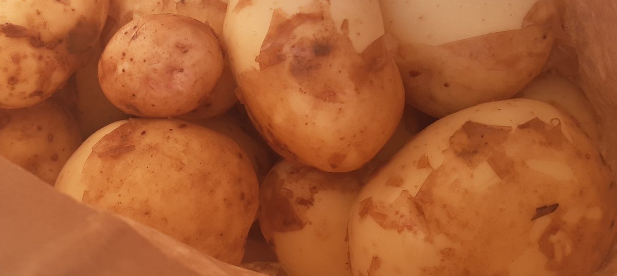 BallymakennyF's tweet photo. Testing the Dry Matter of our #YukonGold and #Gemson Potatoes today. Nearly there.... https://t.co/UKqUaZJ2xz