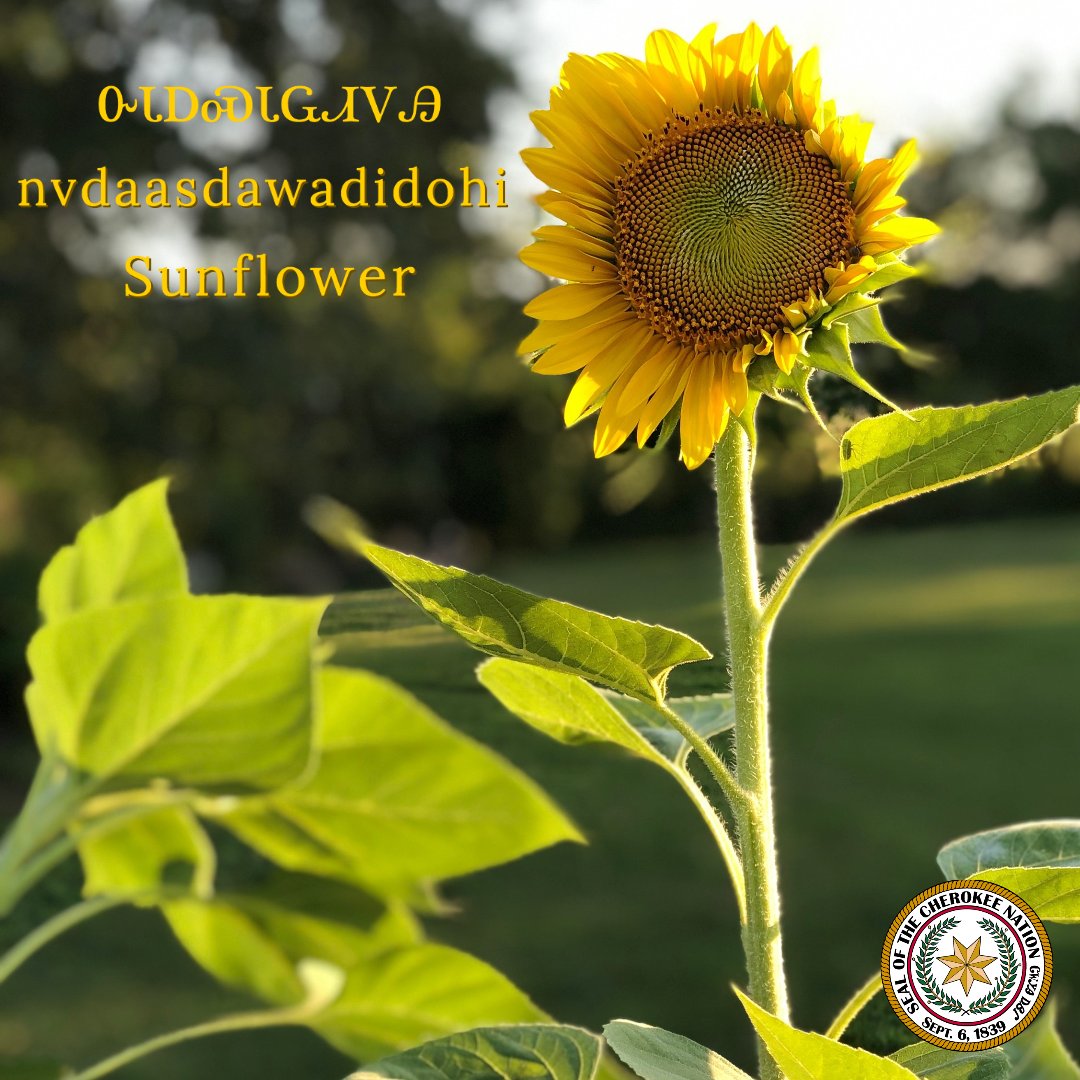 CherokeeNation's tweet photo. ‘Siyo!🌞It’s a bright, sunny day here in the Cherokee Nation. We stumbled upon this blooming beauty in the foothills of Adair County. What a beauté! The Cherokee word for Sunflower is nv-da-a-s-da-wa-di-do-hi. 🌻

We hope you all are staying safe and enjoying this warm Saturday! https://t.co/FI6imENHLP