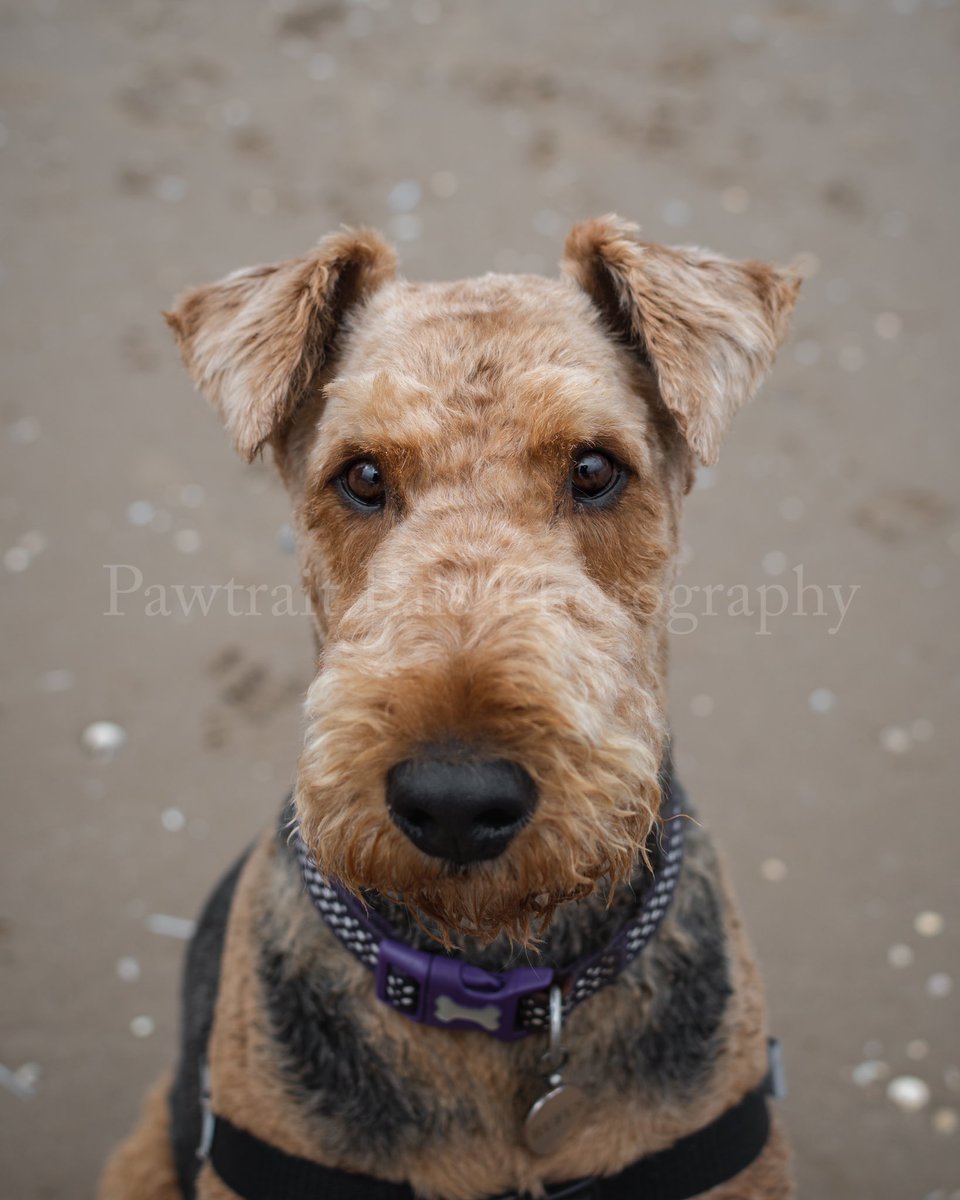 Pawtraitpals's tweet image. Don’t you think Airedale’s have the cutest ears of all breeds 😍🔖 Rufus ⁣
#airedale #airedales #airedaleterriers #dogsofwirral #northwestdogs #portrait #dogphotography #saturdayvibes #wirraldogphotographer #wallasey #cute #sand #sea #beach #dogsaccount  #LeasoweBay