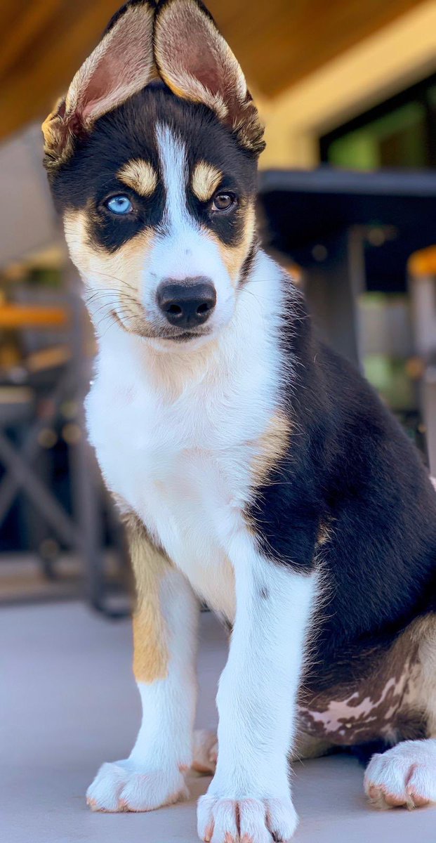 nickjonas's tweet photo. Welcome to the family Panda! Panda is a Husky Australian Shepard mix rescue and we’re already in love ❤️ https://t.co/SCuQJOmxAh
