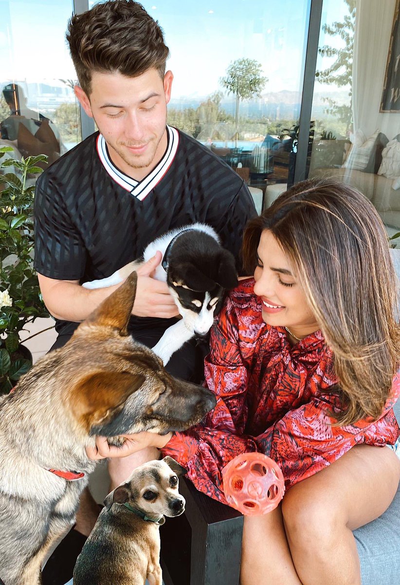 nickjonas's tweet photo. Welcome to the family Panda! Panda is a Husky Australian Shepard mix rescue and we’re already in love ❤️ https://t.co/SCuQJOmxAh