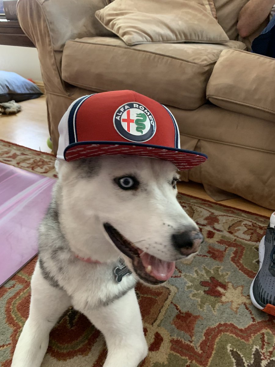 bradley__moore's tweet photo. Zoe is a big @alfaromeoracing and Kimi fan #dogsofF1 #F170 https://t.co/AObKYKG2nf