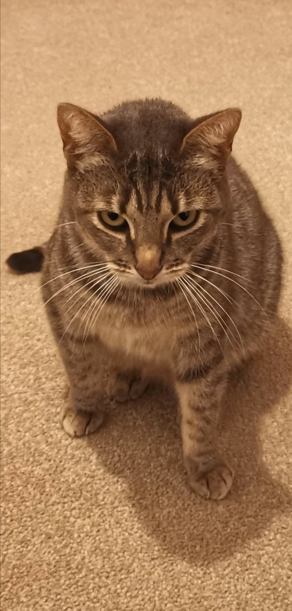 GACyster's tweet photo. Take it away, Luna.

#WorldCatDay https://t.co/QziXIDEEGo
