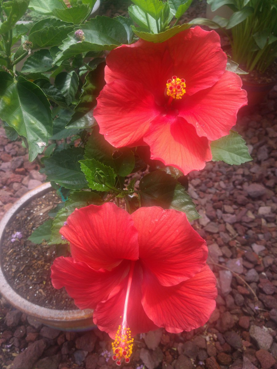 ESL at Yates Mill tweet media