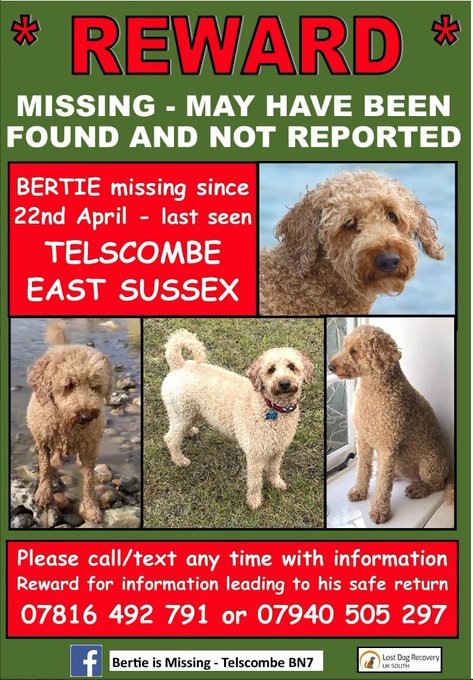 🔴Find a stray that looks like Bertie?
🔴Purchase a dog that looks similar to Bertie?
🔴In your heart, you must know what needs done 
🔴Yes, the microchip needs scanned and/or
🔴Contact Bertie's owners directly 

🔴You can't go wrong by doing the right thing ! 
#findBertie