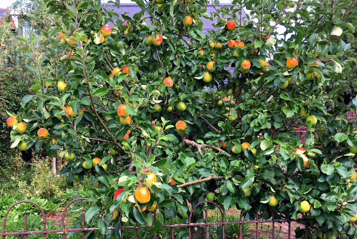 Cato_loquitur's tweet photo. Update on the little #AppleTree I nearly felled last year. It was so plagued with blight, it looked beyond all #hope. This year: the most abundant crop ever. 
#TreesGiveLife #DontGiveUp #FaithOverFear https://t.co/3tpNlBR1n8