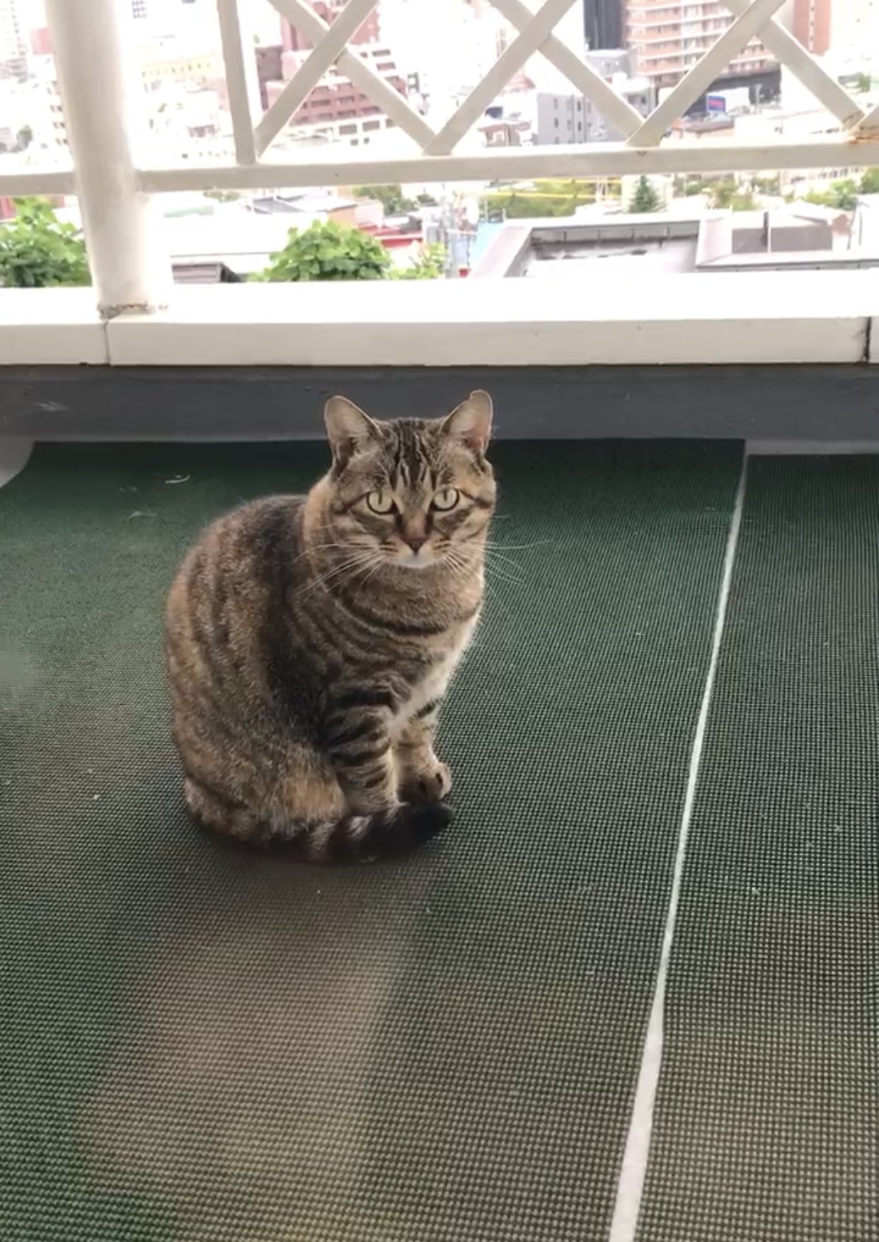 山口一郎▪️NEKO▪️IDEE▪️猫 山口一郎▪️NEKO▪️IDEE▪️猫 山口