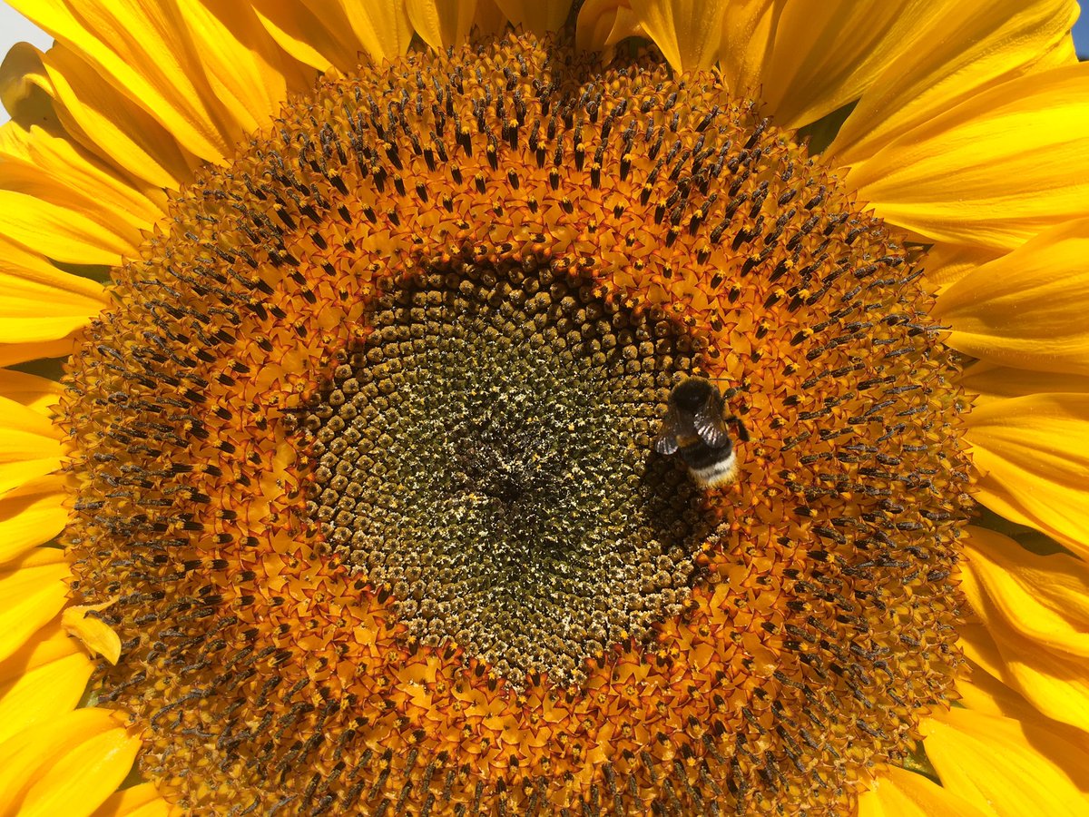 petervanaaross's tweet photo. Voor de kenners en liefhebbers van #theater en #natuur : to bumblebee or not to bumblebee #homlet https://t.co/qvjrV97joy