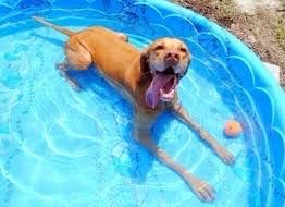 OldLouBrew's tweet photo. Puppy Pool Party with a purpose today 4-9!! 10% of Pet Wants' sales to be donated to the Kentucky Humane Society! Come grab a pint, and let your pupster play in the pools! Don’t forget your mask! #dogsofolb https://t.co/RXUfAnliiz