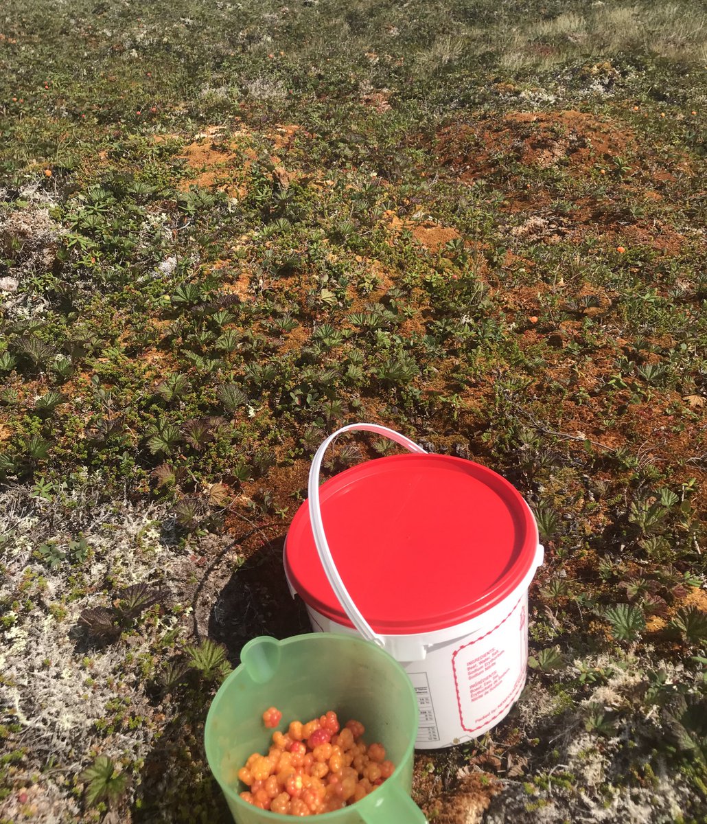 MitchelmoreGNP's tweet photo. Berry Picking on the Great Northern Peninsula! What a day! #berrypicking #bakeapples https://t.co/KzRs5hsHjP