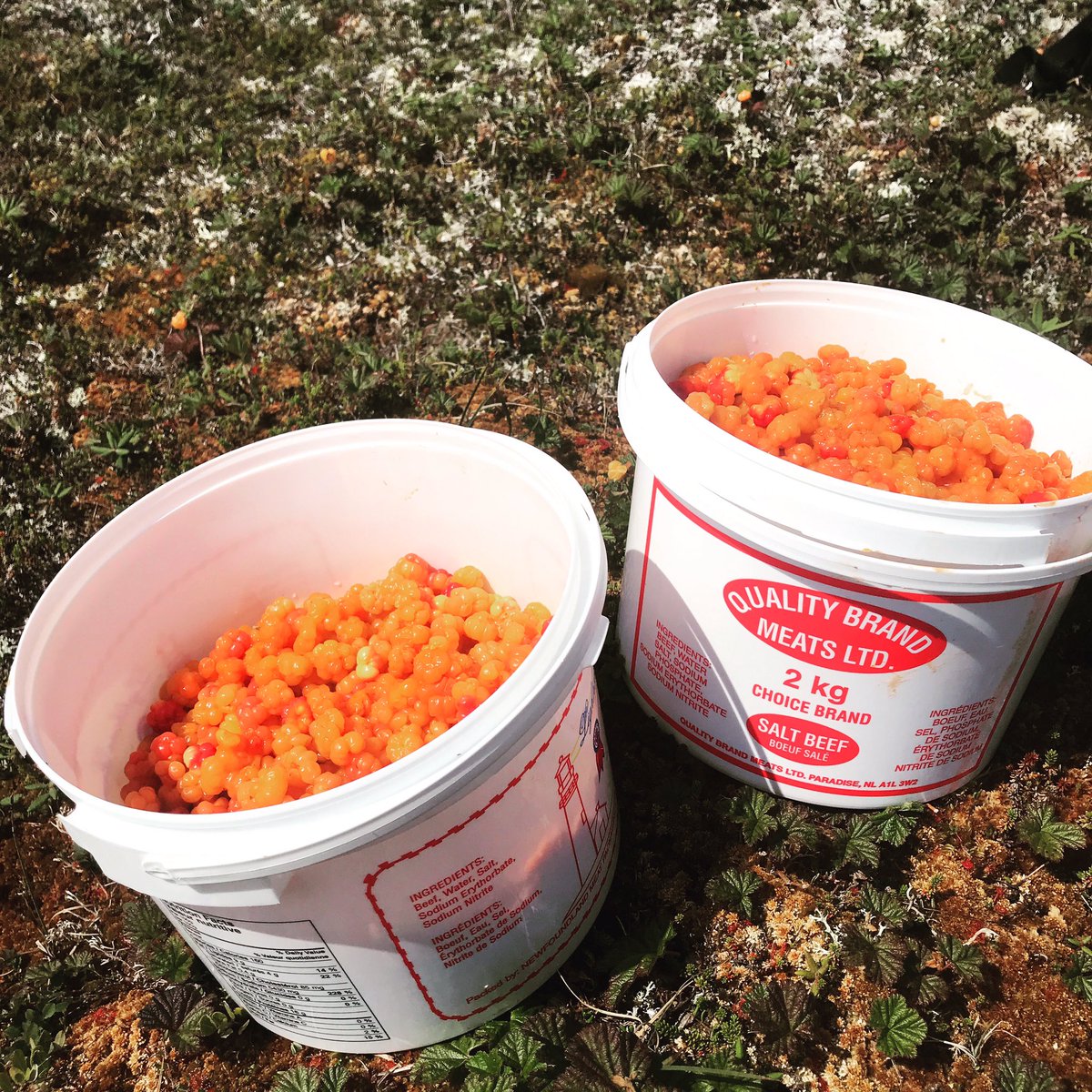 MitchelmoreGNP's tweet photo. Berry Picking on the Great Northern Peninsula! What a day! #berrypicking #bakeapples https://t.co/KzRs5hsHjP