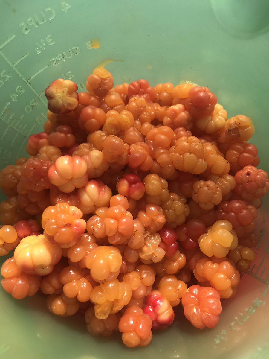 MitchelmoreGNP's tweet photo. Berry Picking on the Great Northern Peninsula! What a day! #berrypicking #bakeapples https://t.co/KzRs5hsHjP
