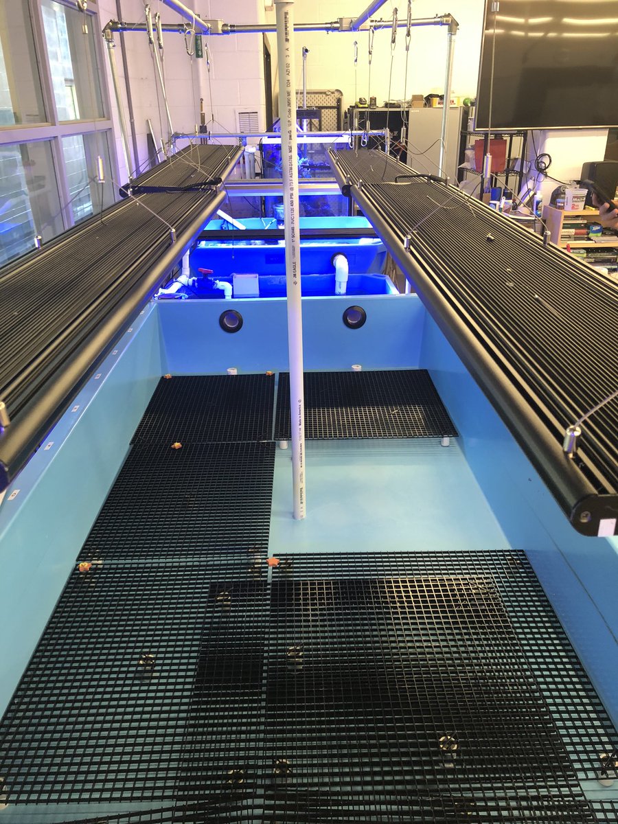 MSMHSaqua's tweet photo. Stage 2 of the coral system update: @ReefBreeders lights and frag racks are in. Next is electrical and plumbing. It’s important not to rush the process. Mr. L and Mr. Guyot have done weeks of planning. It’s great to see the progress and can’t wait for coral! #aquaculture #MSMHS https://t.co/ag7ycJr4wz