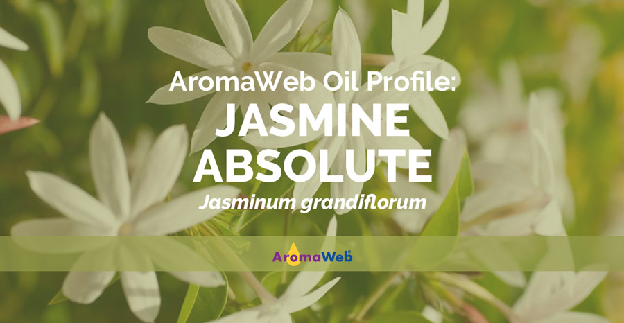 AromaWeb's tweet photo. Jasmine Absolute is AromaWeb's Aromatic Profile of the Day. Learn about its aroma, uses, and safety info by clicking this link and viewing the full profile on AromaWeb: https://t.co/QcrXk4CArQ #aromatherapy #jasmine #jasmineabsolute https://t.co/M5tACrVxyQ