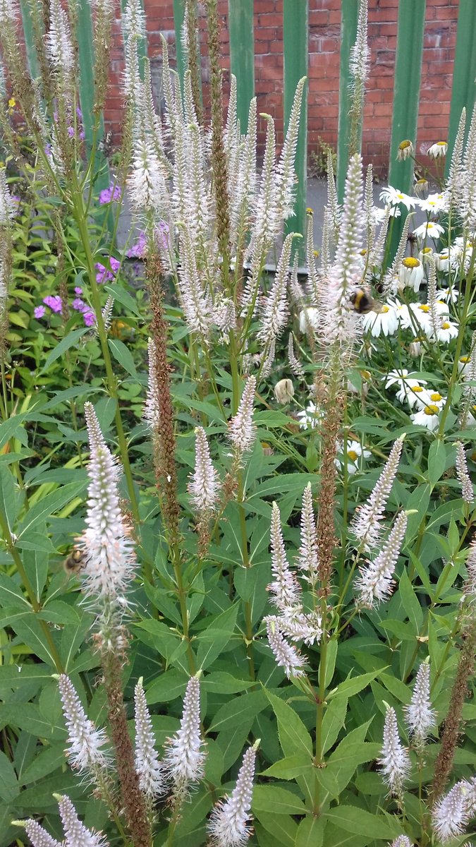 Couldn't resist sharing a few more #blooms from Friarwood Valley Gardens - bees 🐝 bugs 🐞🐛🐜 and butterflies enjoying these, as were the many other visitors 😊 #perfectforpollinators