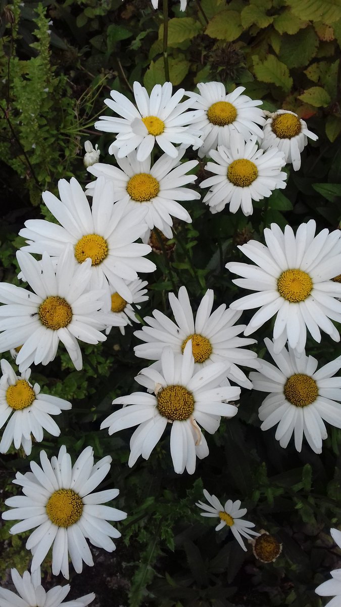 pontinbloom 🌲 tweet media