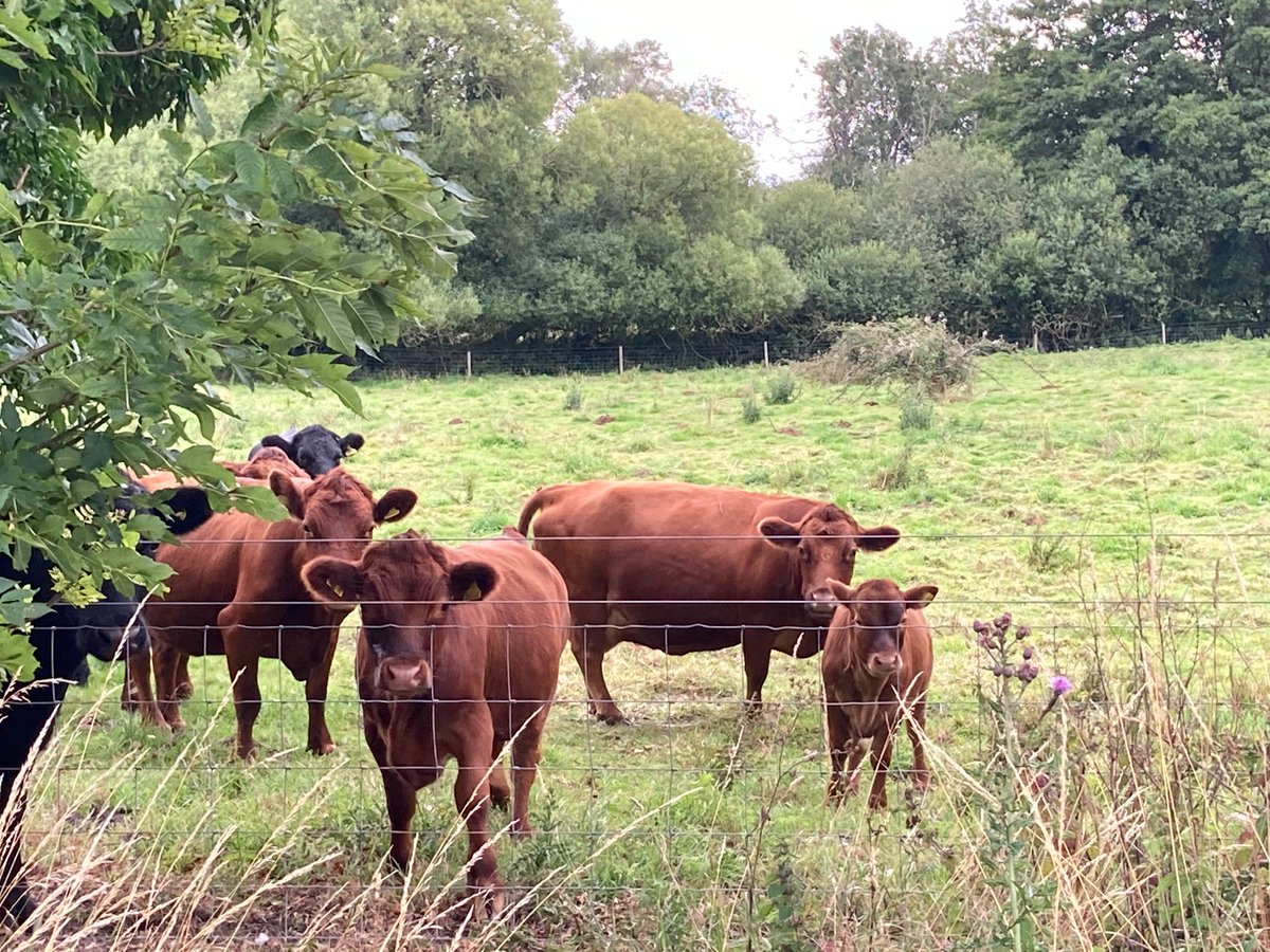 How lucky we are to live where we do! Saw these beauties on our dog walk today! #dextercows #cow #dextercattle #dogwalking #Countryside