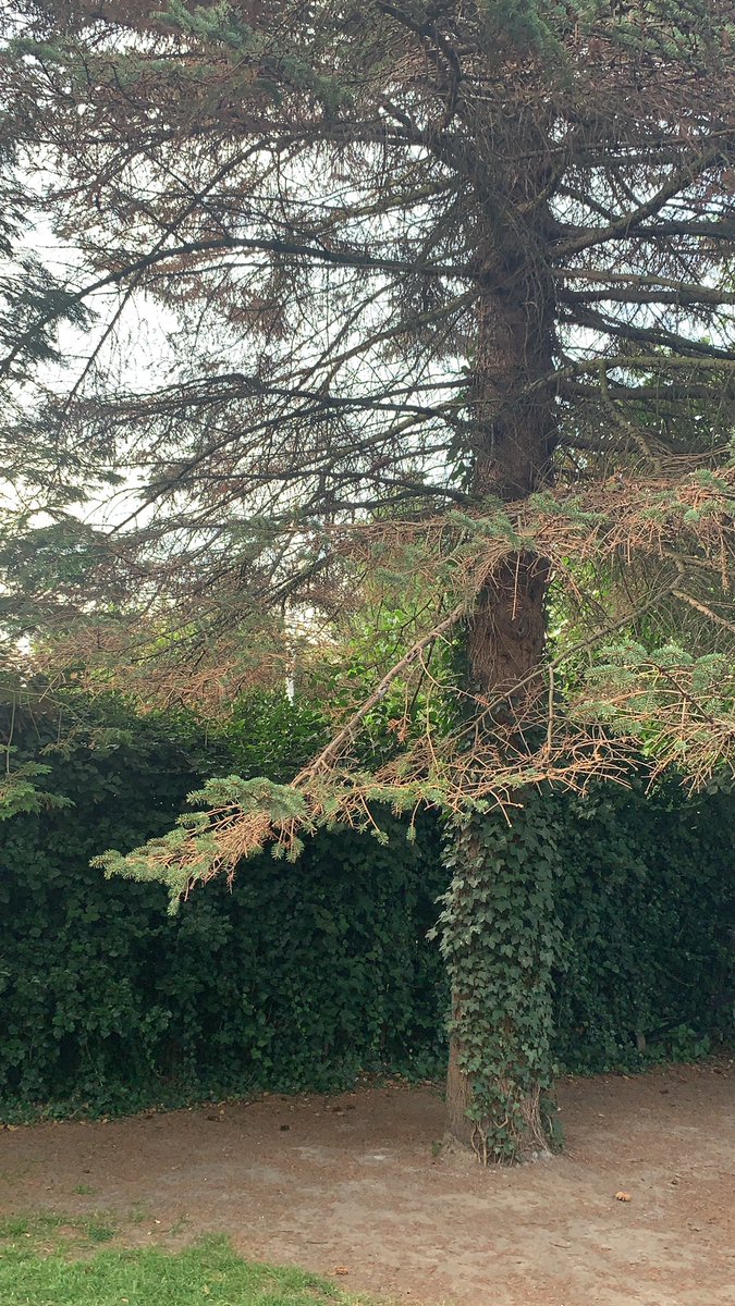 mgadegaard's tweet image. Jeg skal bruge hjælp. Vi har dette kæmpe grantræ i haven. Det taber mange nåle og ret få grønne nåle tilbage på træet. Er det døende? #twitterhjerne