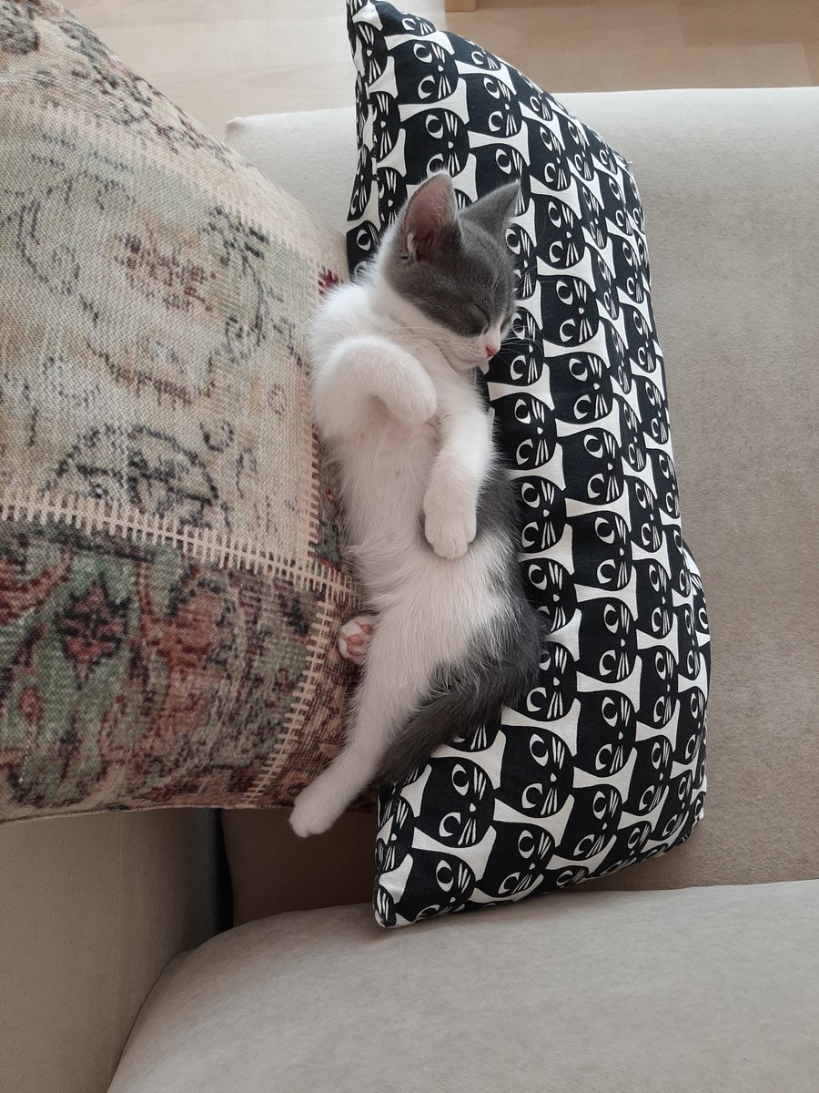 #DünyaKedilerGünü
Müslüm Bey diyeceksiniz...