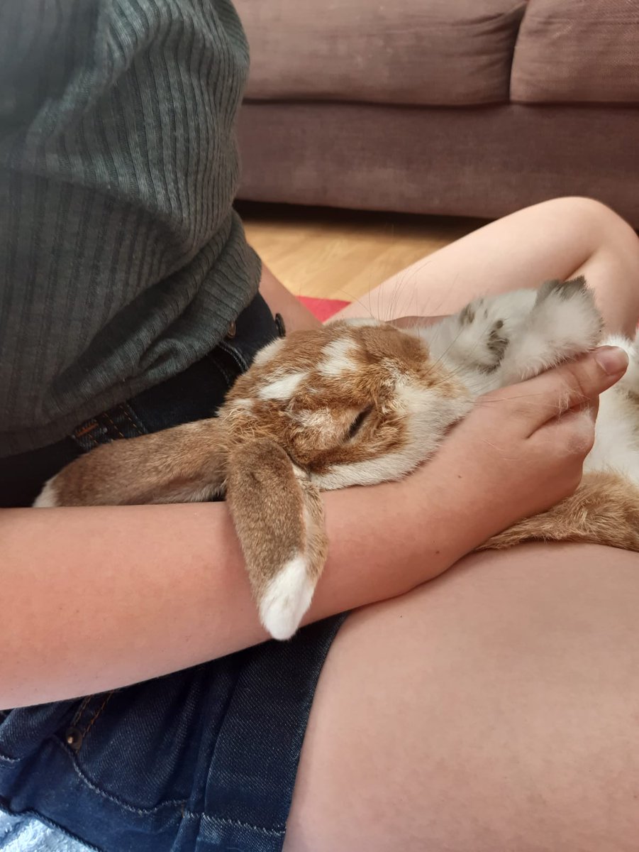 VixThatRuns's tweet photo. Harri's fang has meant she hasn't been cleaning properly, we have spent a lot of time recently washing and brushing her. Photo today held by youngest whist I comb out the tangles. #toocute #dwarflop https://t.co/KT1Pgsy3YQ