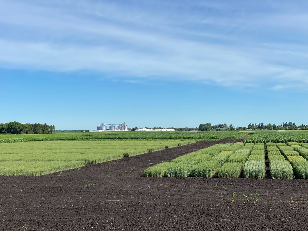 pivotbio's tweet photo. Every crop has the potential to fertilize itself with the help of our microbes. Here's a sneak peek at one of our Pivot Bio RETURN wheat fields. https://t.co/u1i4ITAY5T