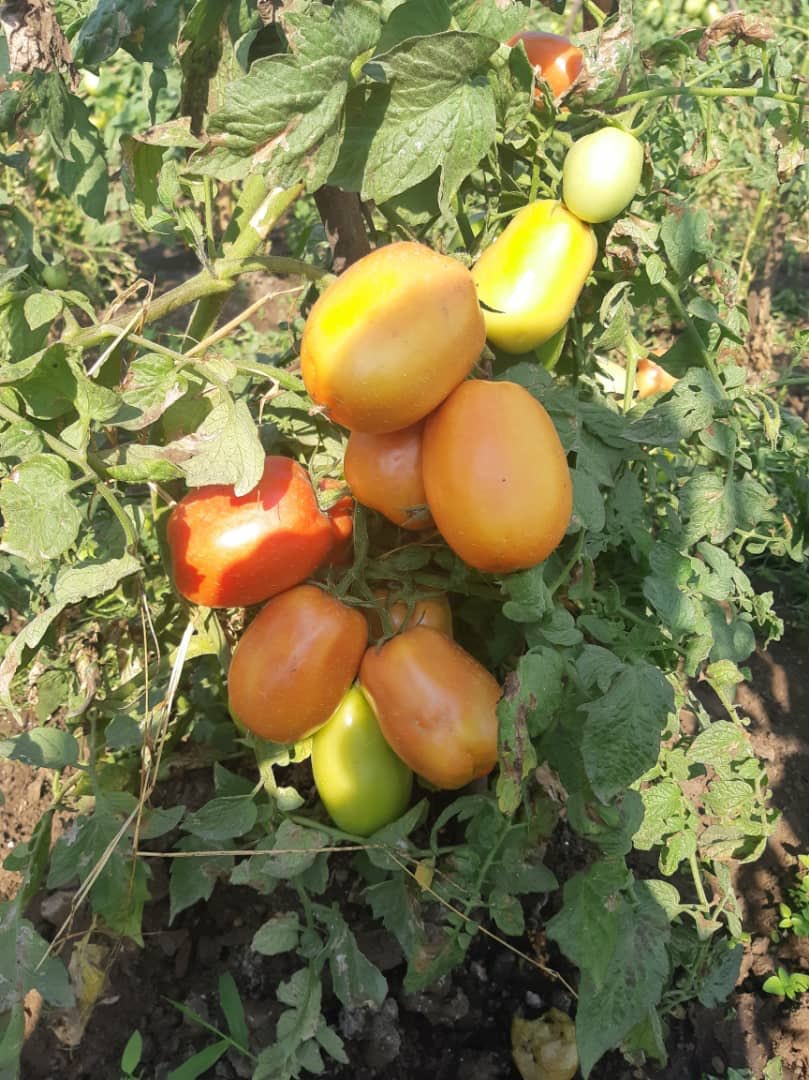 Happy Nane Nane day! Our team in Arusha visited 8/8 agriculture exhibitions to promote Vilani, our best hybrid Roma type tomato. #NaneNane