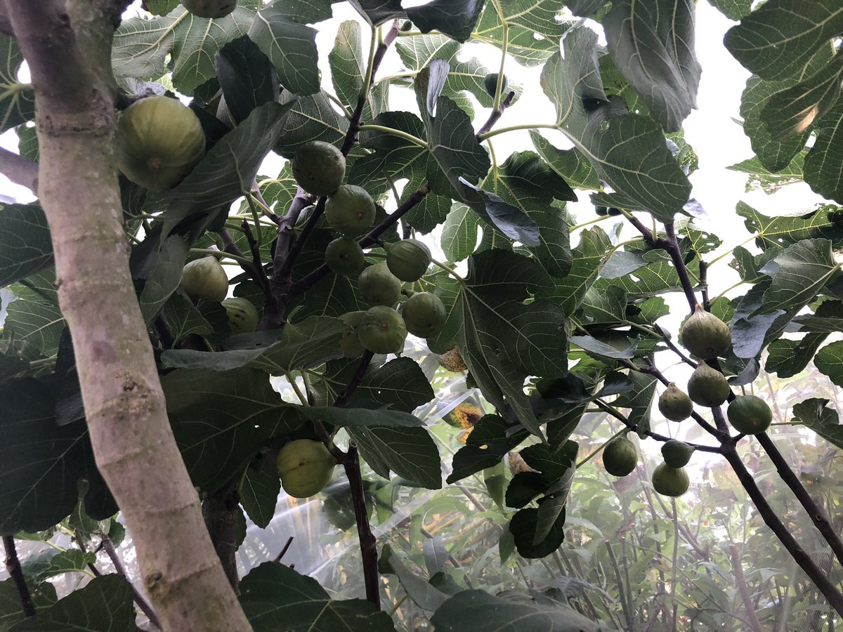 Il ne me manque plus que la recette du figolu <a href="/FabSintes/">Fabienne Sintes</a> . #Figues #LeNooooord