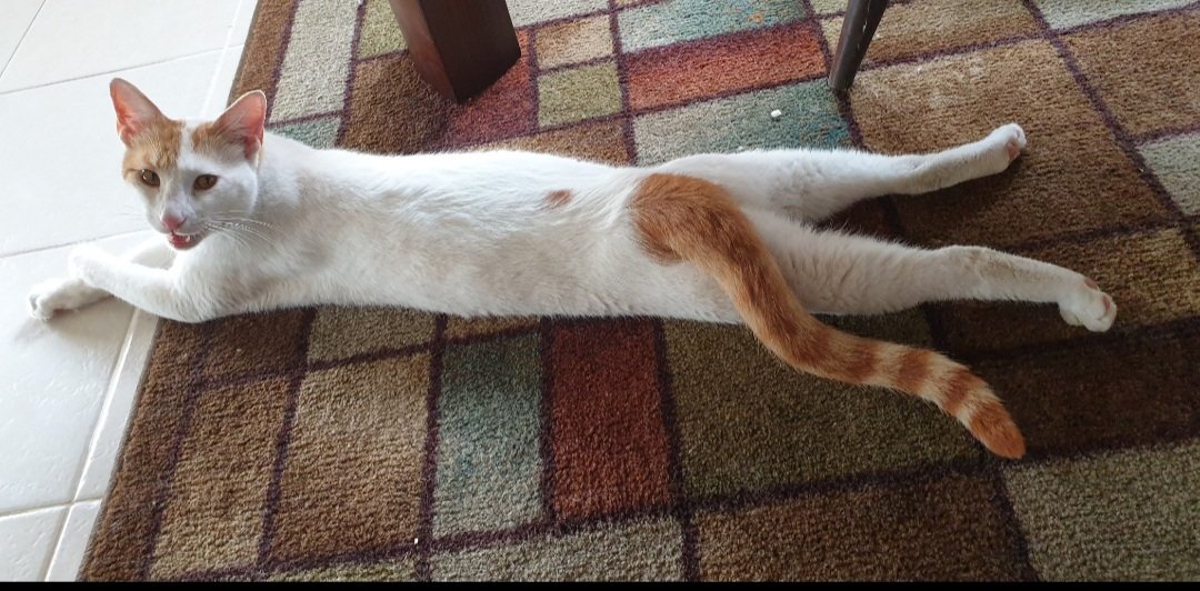 tokioisle's tweet photo. happy international cat day 🥺🤍 i have,, 13 but these are a few of them 😭❤ https://t.co/v6d0Z6iYfp