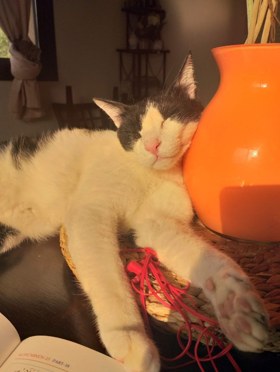 tokioisle's tweet photo. happy international cat day 🥺🤍 i have,, 13 but these are a few of them 😭❤ https://t.co/v6d0Z6iYfp
