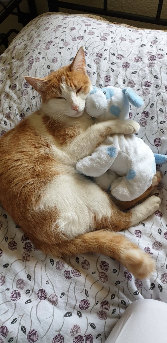 tokioisle's tweet photo. happy international cat day 🥺🤍 i have,, 13 but these are a few of them 😭❤ https://t.co/v6d0Z6iYfp